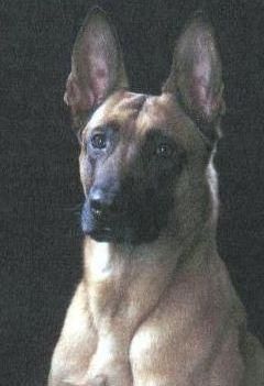 Malinois Kerou