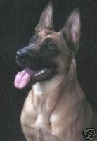 Malinois Kerou