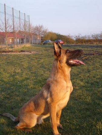 Malinois Kerou