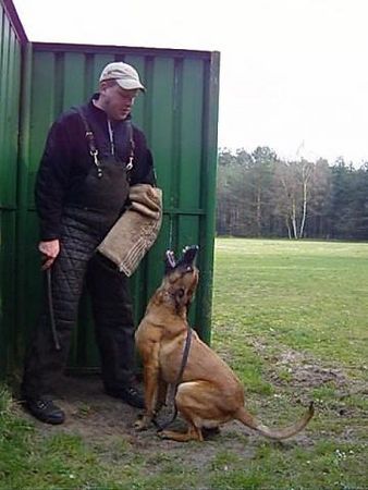 Malinois Kerou