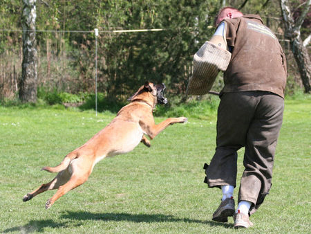 Malinois Enya als Welpe