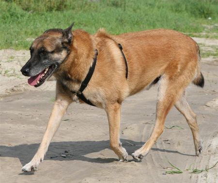 Malinois