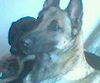 Malinois Hund