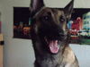 Malinois Hund