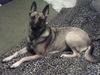 Malinois Hund