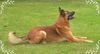 Malinois Hund