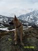 Malinois Hund