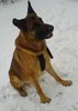 Malinois Hund