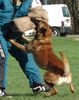 Malinois Hund