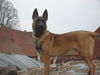 Malinois Hund