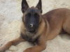 Malinois Hund