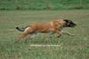 Malinois Hund