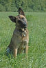 Malinois Hund