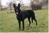 Malinois Hund