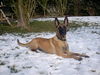 Malinois Hund