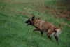 Malinois Hund