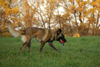 Malinois Hund