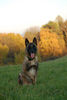 Malinois Hund