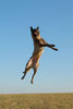 Malinois Hund