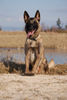 Malinois Hund