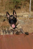 Malinois Hund