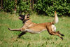 Malinois Hund