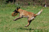 Malinois Hund