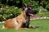 Malinois Hund