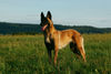 Malinois Hund