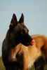 Malinois Hund