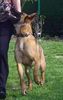 Malinois Hund