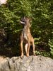 Malinois Hund