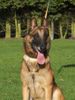 Malinois Hund