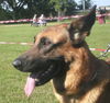 Malinois Hund