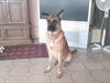 Malinois Hund