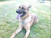 Malinois Hund