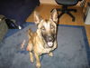 Malinois Hund