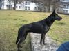 Malinois Hund