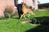 Malinois Hund