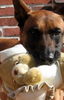 Malinois Hund