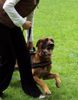 Malinois Hund