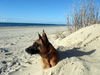 Malinois Hund