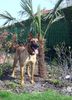 Malinois Hund