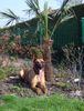 Malinois Hund