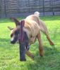 Malinois Hund