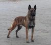 Malinois Hund