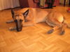 Malinois Hund