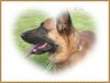 Malinois Hund