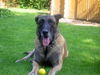 Malinois Hund