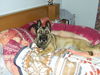 Malinois Hund